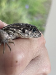 Leiocephalus carinatus