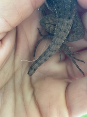 Leiocephalus carinatus