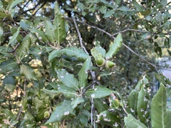 Quercus ilex