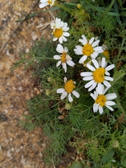 Tripleurospermum