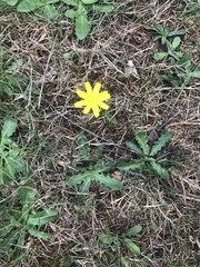 Scorzoneroides autumnalis