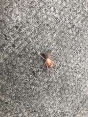 Dysdera