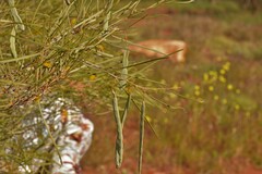 Acacia
