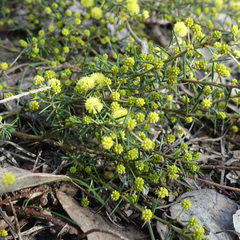 Acacia aculeatissima
