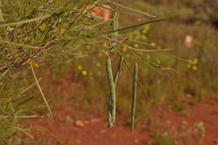 Acacia