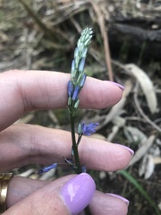 Caesia calliantha