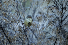 Acanthiza reguloides