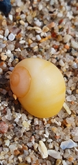 Littorina