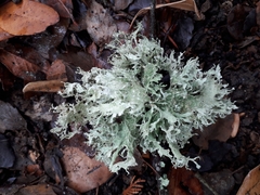 Ramalina canariensis