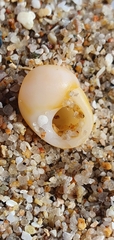 Littorina