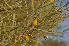 Acacia