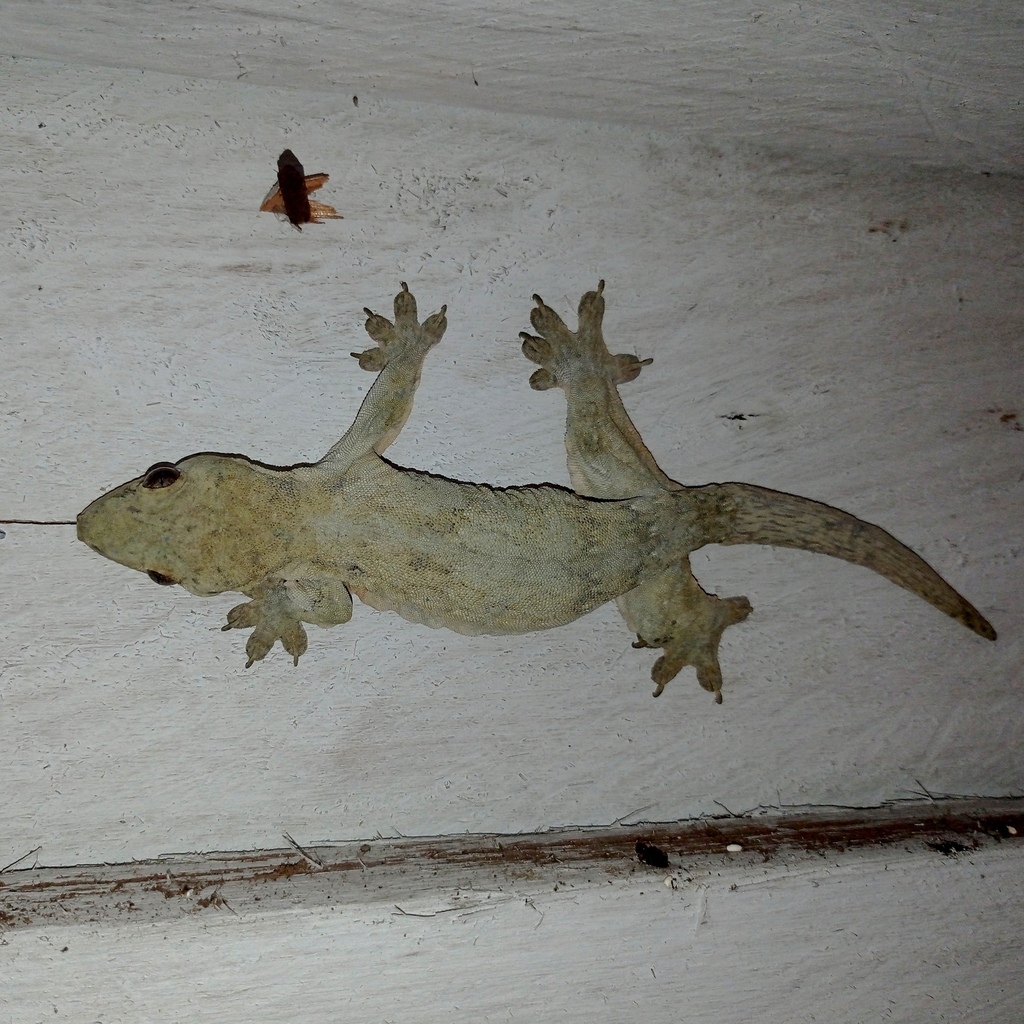 Ternate Dtella