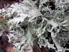 Ramalina canariensis