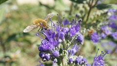 Bombyliinae