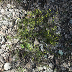 Acacia aculeatissima