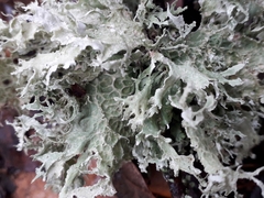 Ramalina canariensis