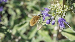 Bombyliinae
