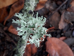 Ramalina canariensis