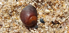 Littorina