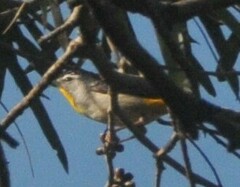 Pardalotus punctatus