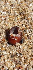 Littorina