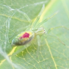 Nigma puella
