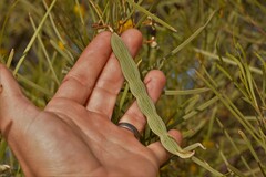 Acacia