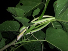 Ahaetulla mycterizans
