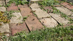 Lasiommata