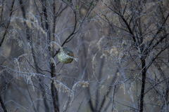 Acanthiza reguloides