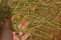 Acacia