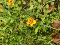 Tagetes lunulata