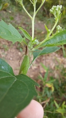 Neolasioptera perfoliata