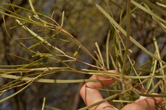 Acacia