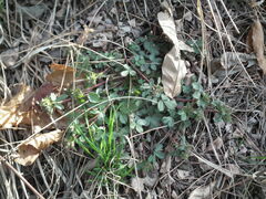 Potentilla fragarioides