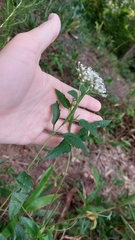 Neolasioptera perfoliata
