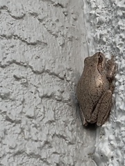 Hyla femoralis