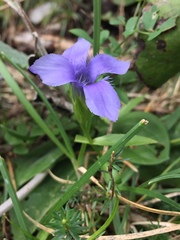 Gentianopsis ciliata ciliata