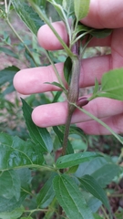 Neolasioptera perfoliata