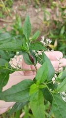 Neolasioptera perfoliata