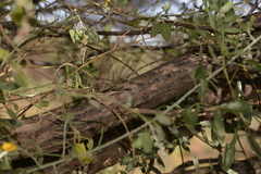 Acacia