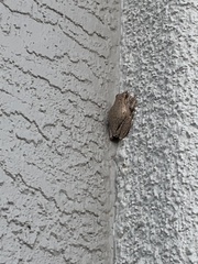 Hyla femoralis