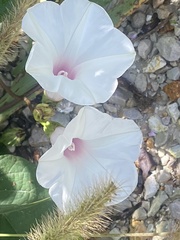 Ipomoea
