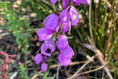 Tetratheca pilosa