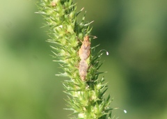 Aufeius impressicollis