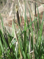 Carex forficula