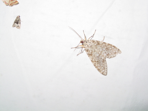 Arizona Tussock Moth photo 2
