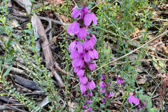 Tetratheca pilosa