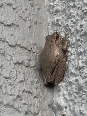 Hyla femoralis