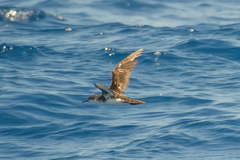 Puffinus lherminieri